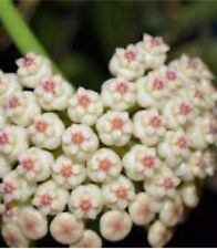 Hoya pachyclada pink for sale  BURNHAM-ON-SEA