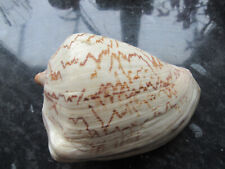 Volute noble seashell.. for sale  SOUTHAMPTON
