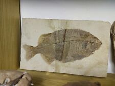 Fossil fish pesce usato  Asti