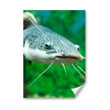 A4 - Red Tailed Catfish Poster 21X29.7cm280gsm #16677 for sale  SELBY