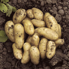 Seed potato charlotte for sale  PETERBOROUGH