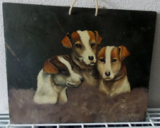 Jack russell terrier for sale  REDRUTH