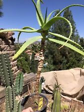 torch aloe for sale  Temecula