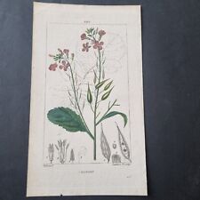 19th century botanical d'occasion  Expédié en Belgium