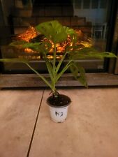 cheese monstera swiss plant for sale  Chicago