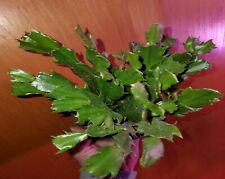 Thanksgiving Cactus (Schlumbergera truncata )  Color unknown 3 cuttings for sale  Shipping to South Africa