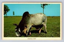Florida brahman bull for sale  USA