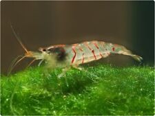 Red tiger shrimp for sale  HAYWARDS HEATH