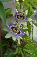 Passiflora caerulea passionsbl gebraucht kaufen  Kaiserslautern-Erlenbach