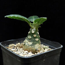 Dorstenia foetida,Caudex,Euphorbia,Succulent Plants, used for sale  Shipping to South Africa
