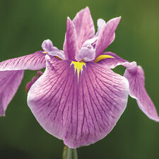 Iris laevigata rose for sale  BUCKFASTLEIGH