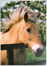Dünne pferde postkarte gebraucht kaufen  Langen