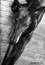Black greyhound dog for sale  YORK