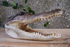 Large genuine alligator for sale  Cass City
