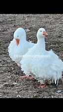 Sebastopol geese fertile for sale  Marshallberg