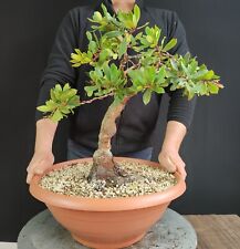 Pre bonsai corbezzolo usato  San Pancrazio Salentino