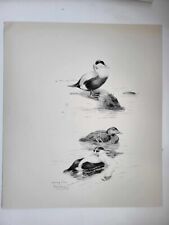 Vintage Pencil Drawing Print 1938 Birds Sketches The Eider Duck, used for sale  Shipping to South Africa