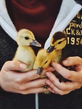 call duck hatching eggs for sale  SOUTHAMPTON
