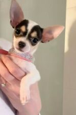 Luxus strasshalsband hundehals gebraucht kaufen  Ronsdorf
