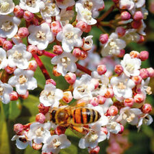 Viburnum tinus evergreen for sale  IPSWICH