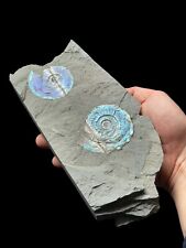 Iridescent double ammonite for sale  SANDWICH