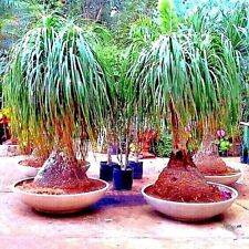 ponytail elephant foot palm for sale  Lincolnton