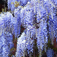 Chinese wisteria plants for sale  ROMSEY