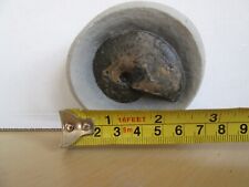 Tragophyloceras ammonite juras for sale  CARDIFF