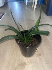 clivia plants for sale  CHATHAM