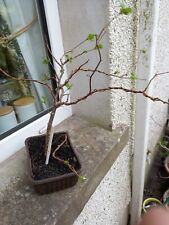 Hawthorn bonsai training for sale  LLANELLI