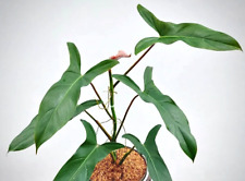 Philodendron mexicanum red for sale  Reseda