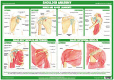 Shoulder anatomy poster for sale  BURTON-ON-TRENT