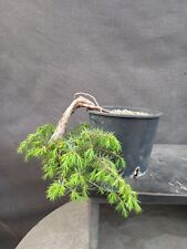 Bonsai juniperus communis usato  Montevarchi