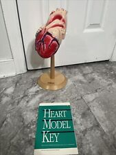 Denoyer Geppert 1997 Heart of America Anatomía Humana Modelo Pfizer Norvasc con soporte segunda mano  Embacar hacia Argentina