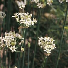Garlic chive seeds for sale  PEEBLES