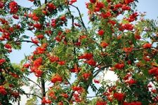 Vogelbeere eberesche sorbus gebraucht kaufen  Eslohe