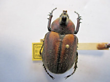 Entomologie dynastidae golofa d'occasion  Cuise-la-Motte