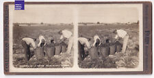 Tomato harvest 1908 d'occasion  Expédié en Belgium