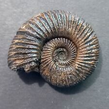 fossile ammonite usato  Italia