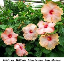 Semente de malva rosa Hibiscus Militaris Halberd Laevis sementes de folhas ENORME cana de flores comprar usado  Enviando para Brazil