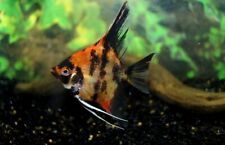 Mixed color angelfish for sale  IPSWICH