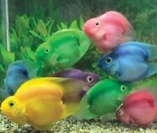 Assorted parrot fish for sale  BIRMINGHAM