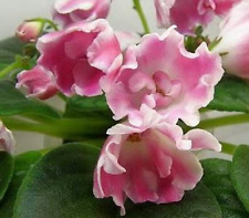 African violet plant for sale  Temple