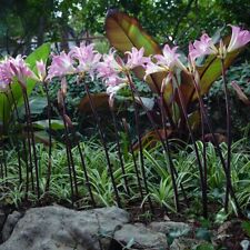 amaryllis belladonna plants for sale  The Villages