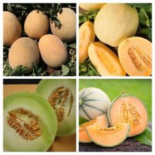 Melon seeds huge for sale  SALISBURY