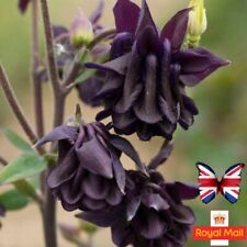 Aquilegia seeds tower for sale  UK
