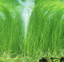 Long hair grass for sale  FAKENHAM