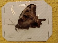 Papilio oribazus female for sale  HAYLE