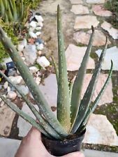 Aloe vera succulent for sale  Temecula