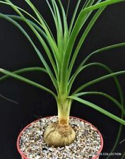 Ponytail palm beaucarnea for sale  Miami